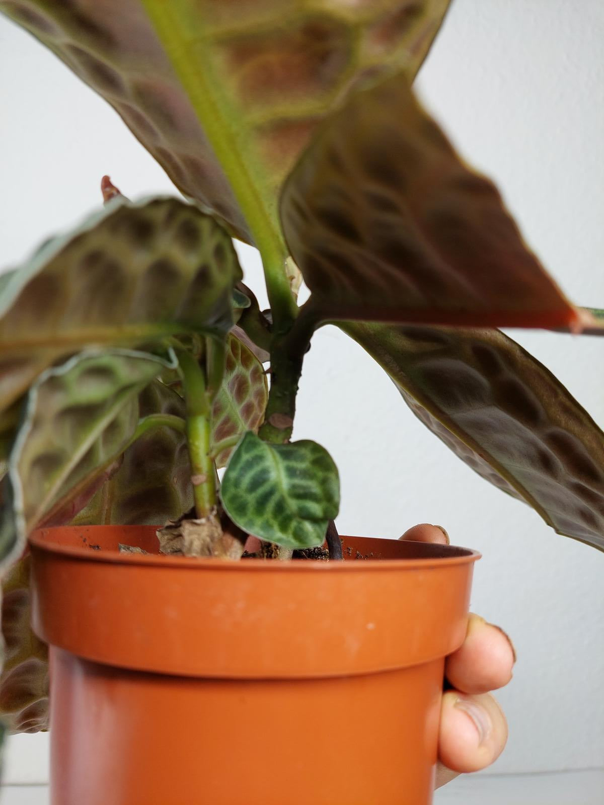 Sad Plants