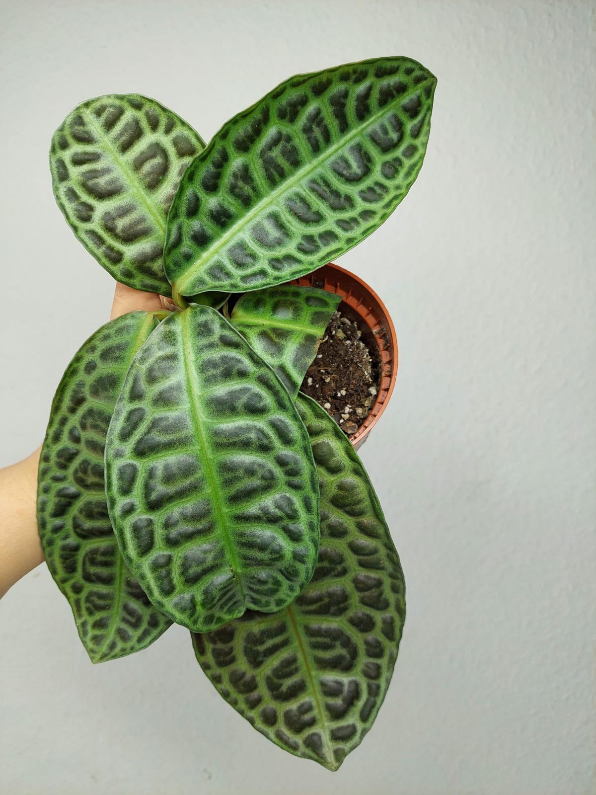Sad Plants