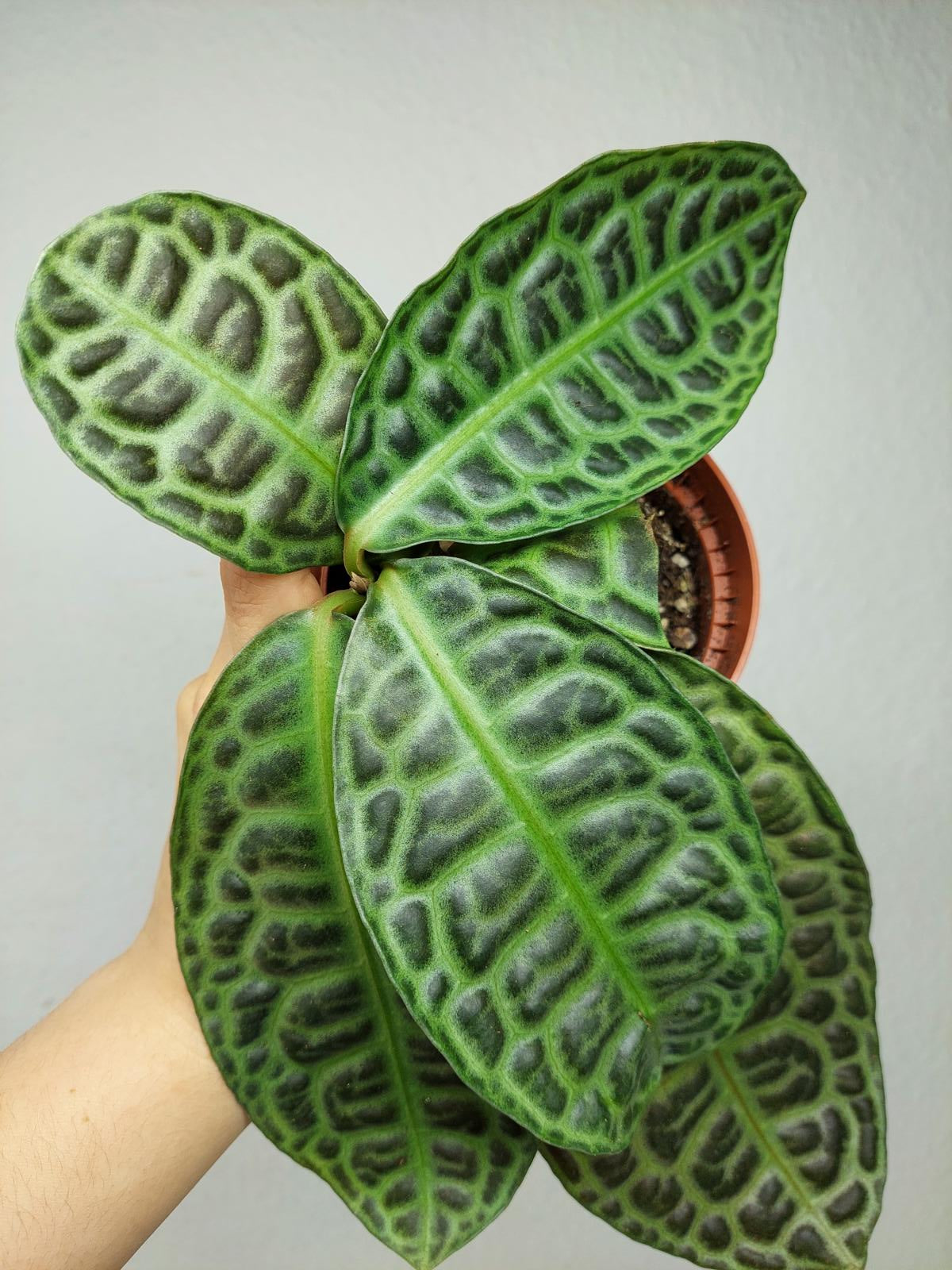 Sad Plants