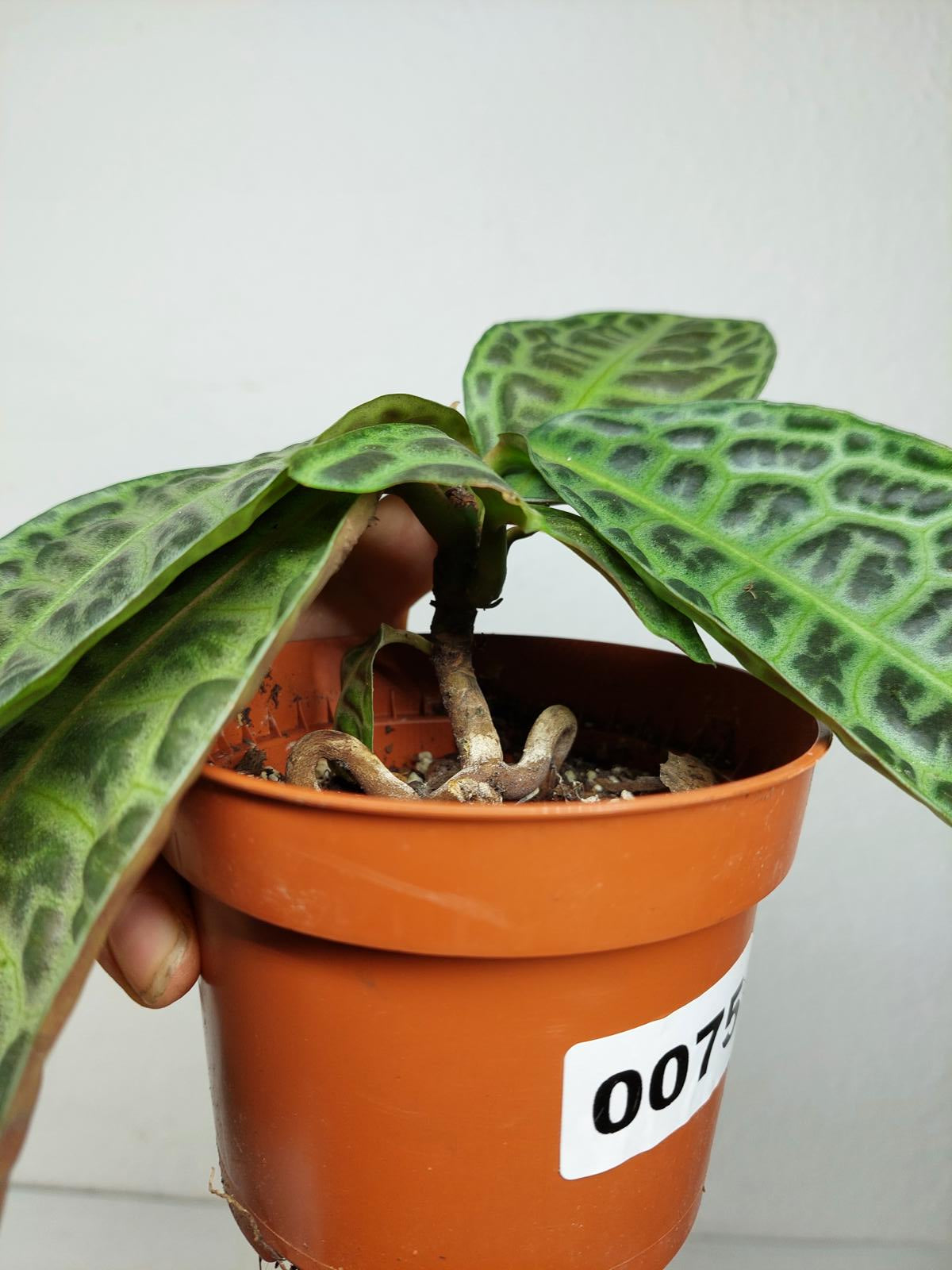 Sad Plants