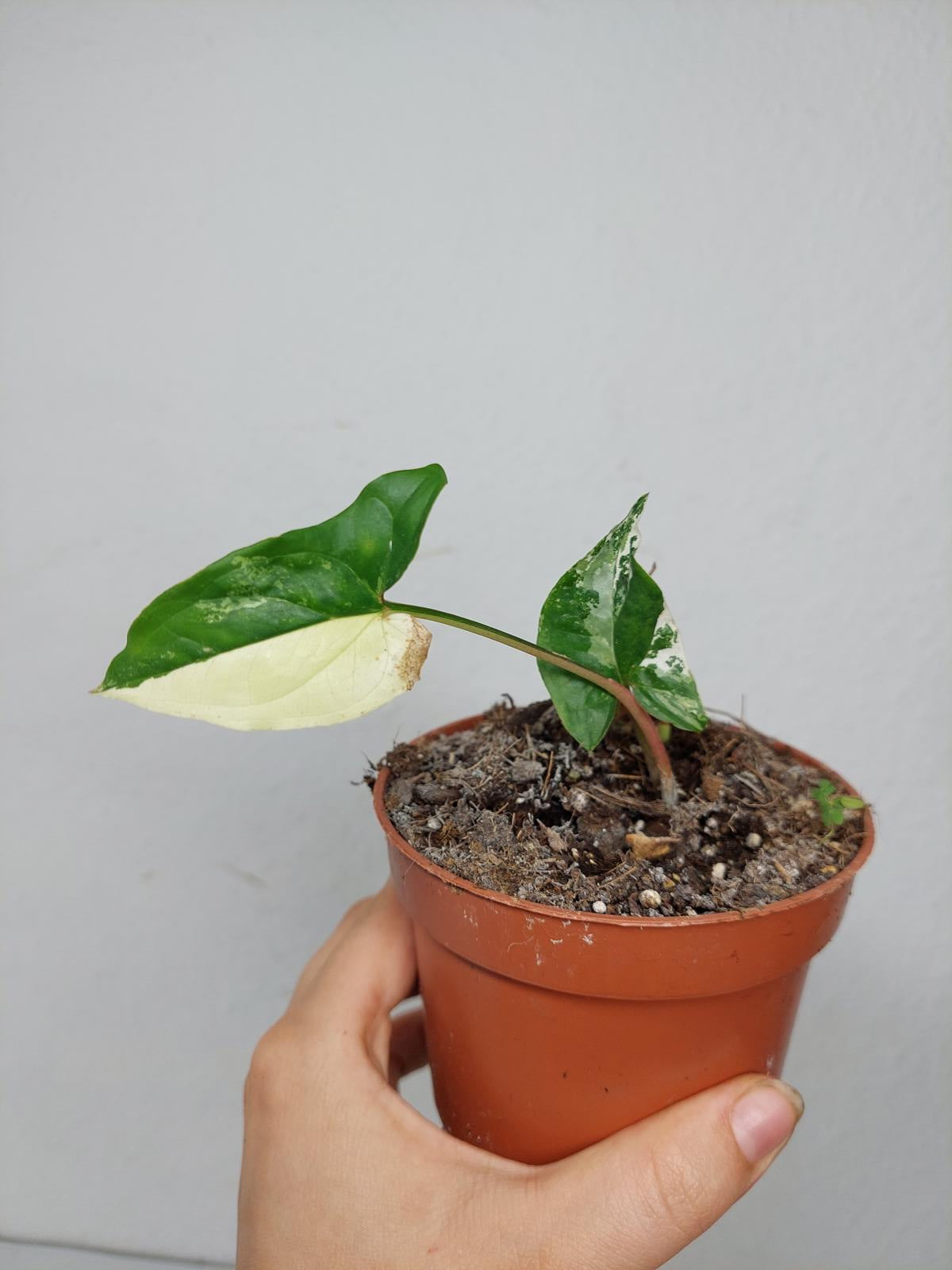 Sad Plants