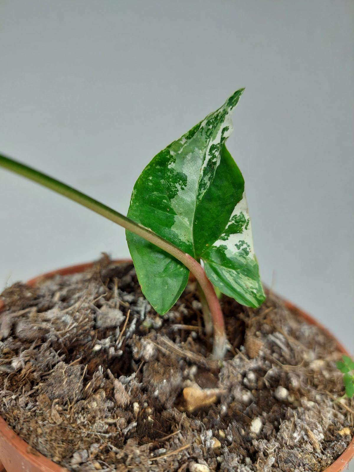 Sad Plants