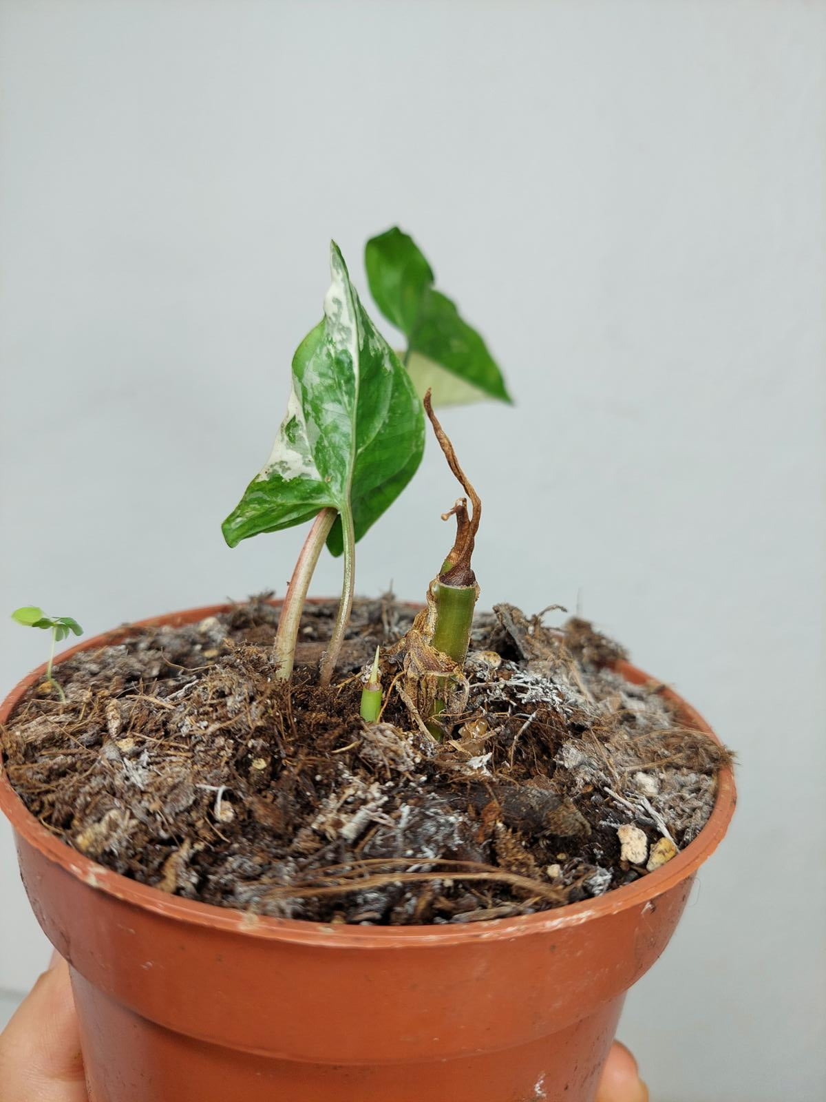 Sad Plants