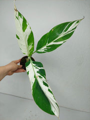 Musa Aeae Kuikawa