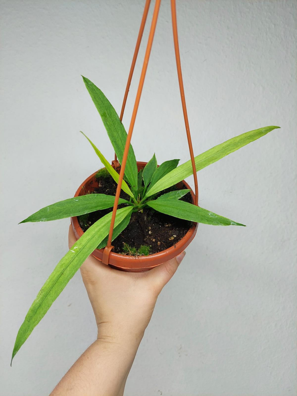 Anthurium Vittarifolium Ghost Variegata