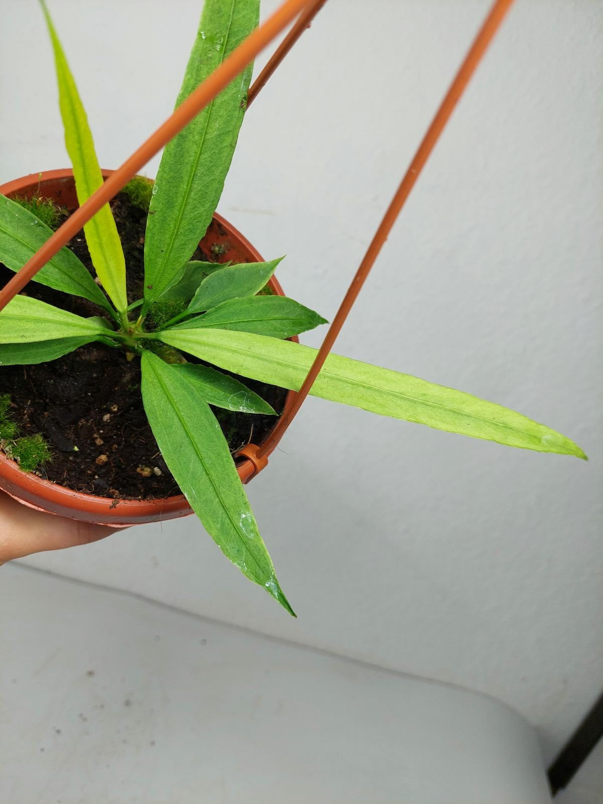 Anthurium Vittarifolium Ghost Variegata