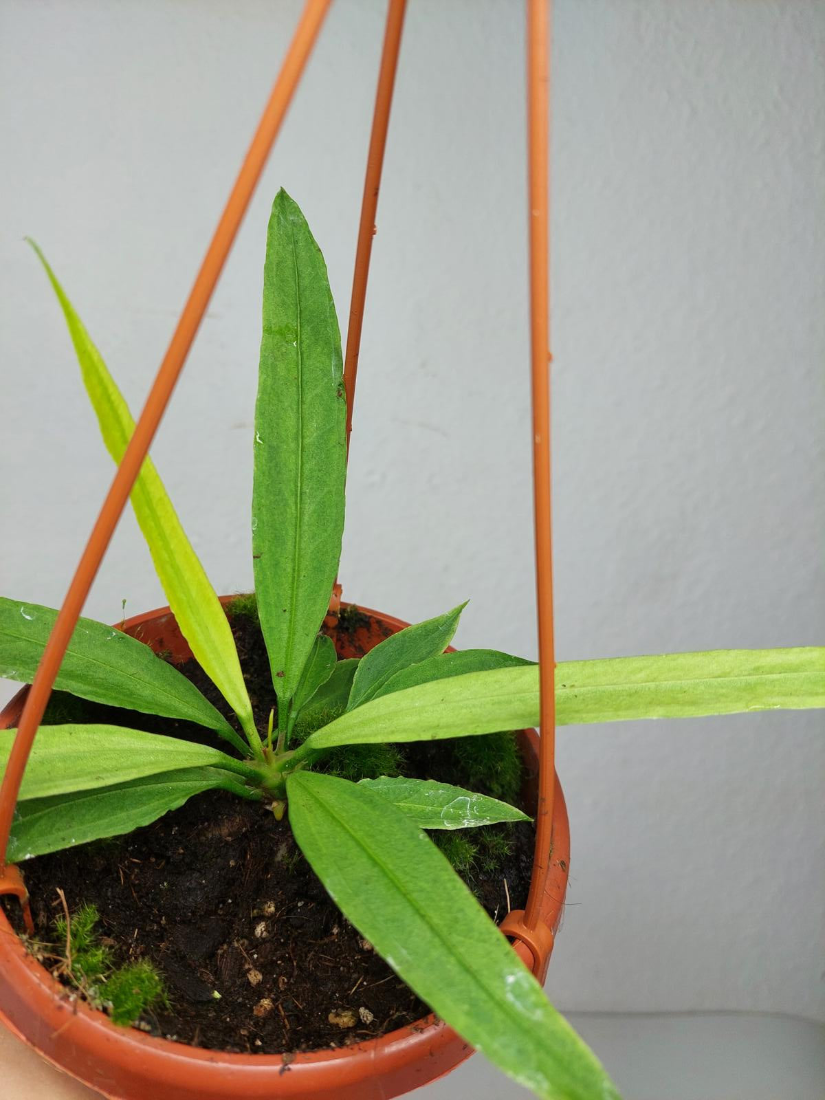 Anthurium Vittarifolium Ghost Variegata