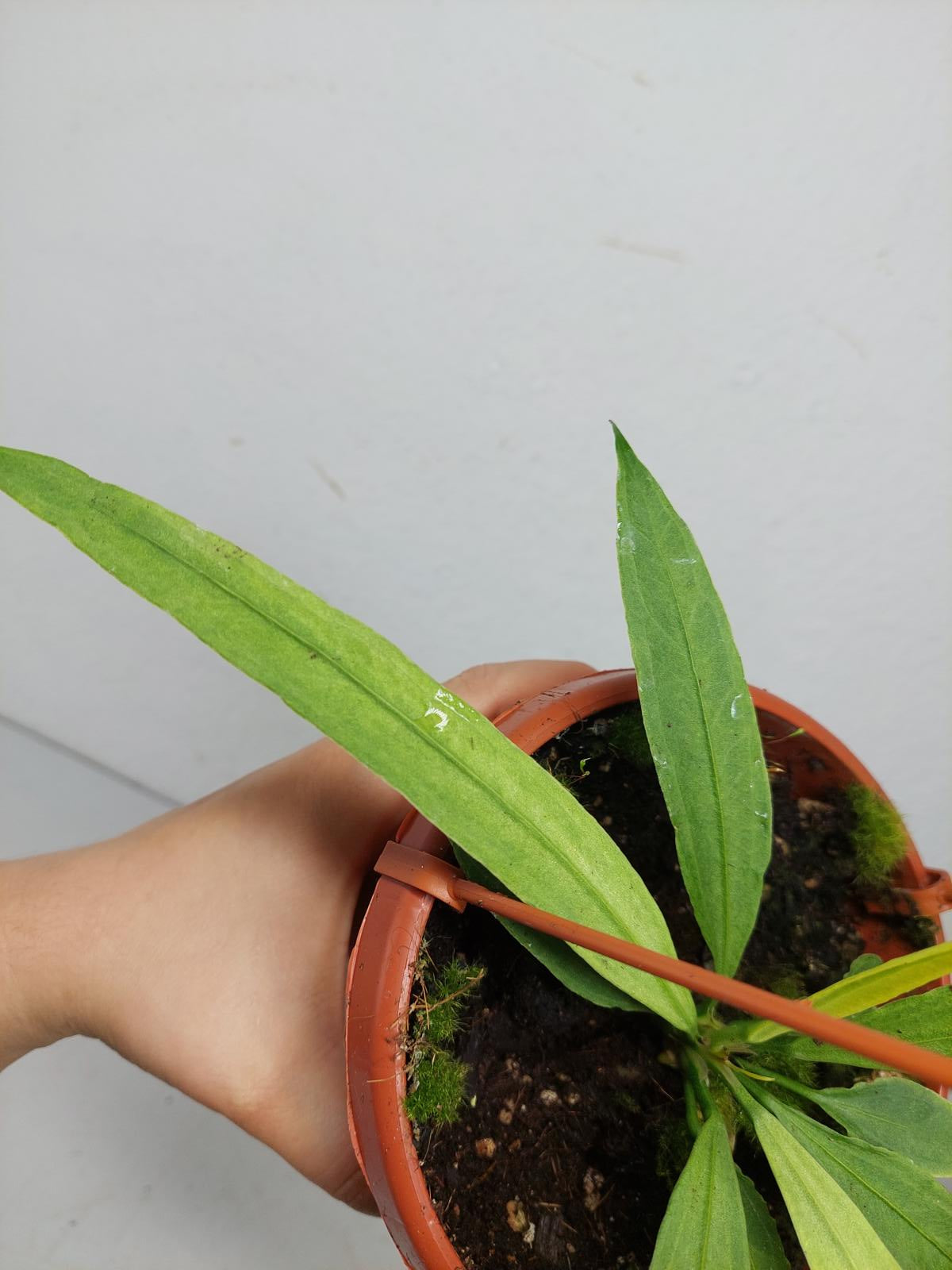 Anthurium Vittarifolium Ghost Variegata