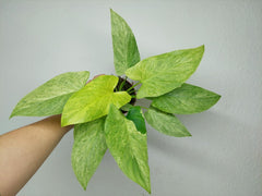 Homalomena Sulcata Cream Frost