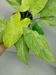 Homalomena Sulcata Cream Frost