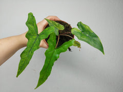 Alocasia Sabrina Aurea Variegata