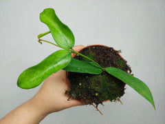 Hoya Pandurata