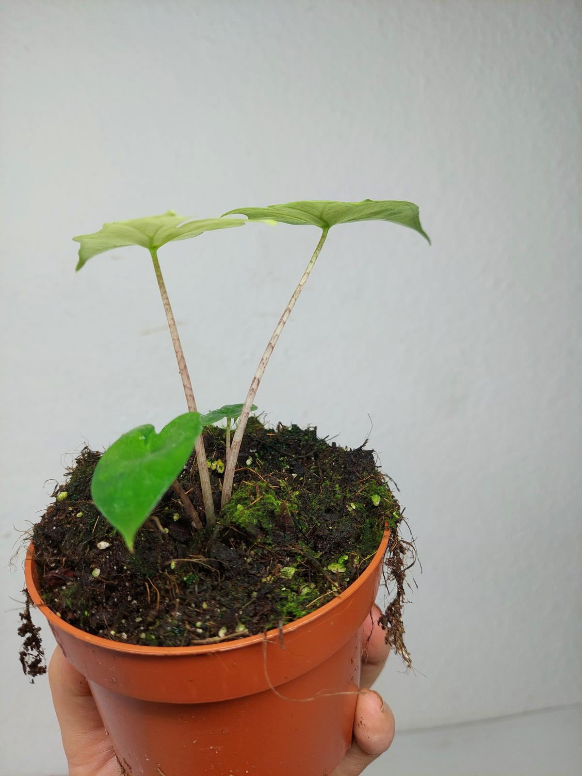 Alocasia Batwing Ghost