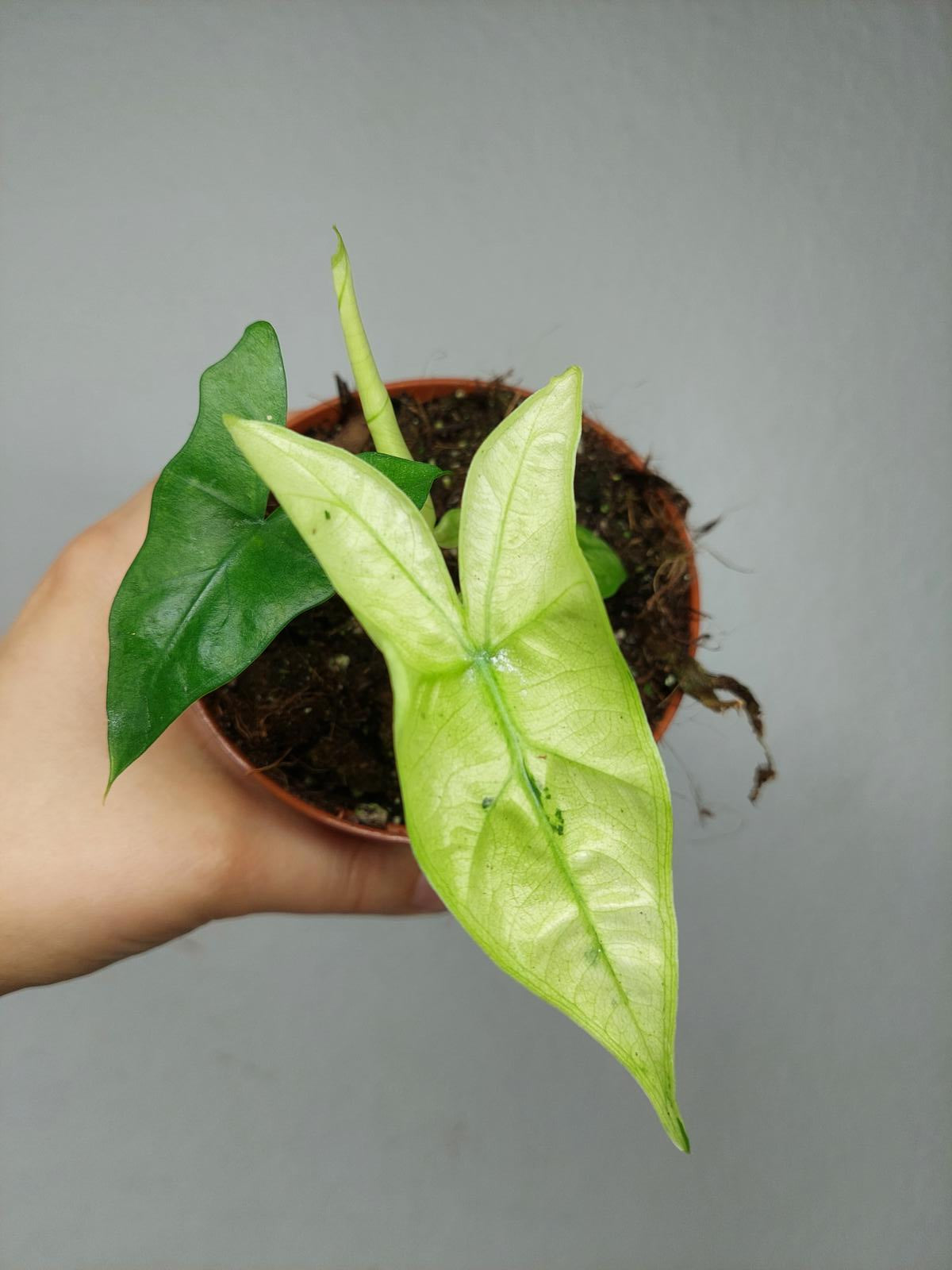 Alocasia Batwing Ghost