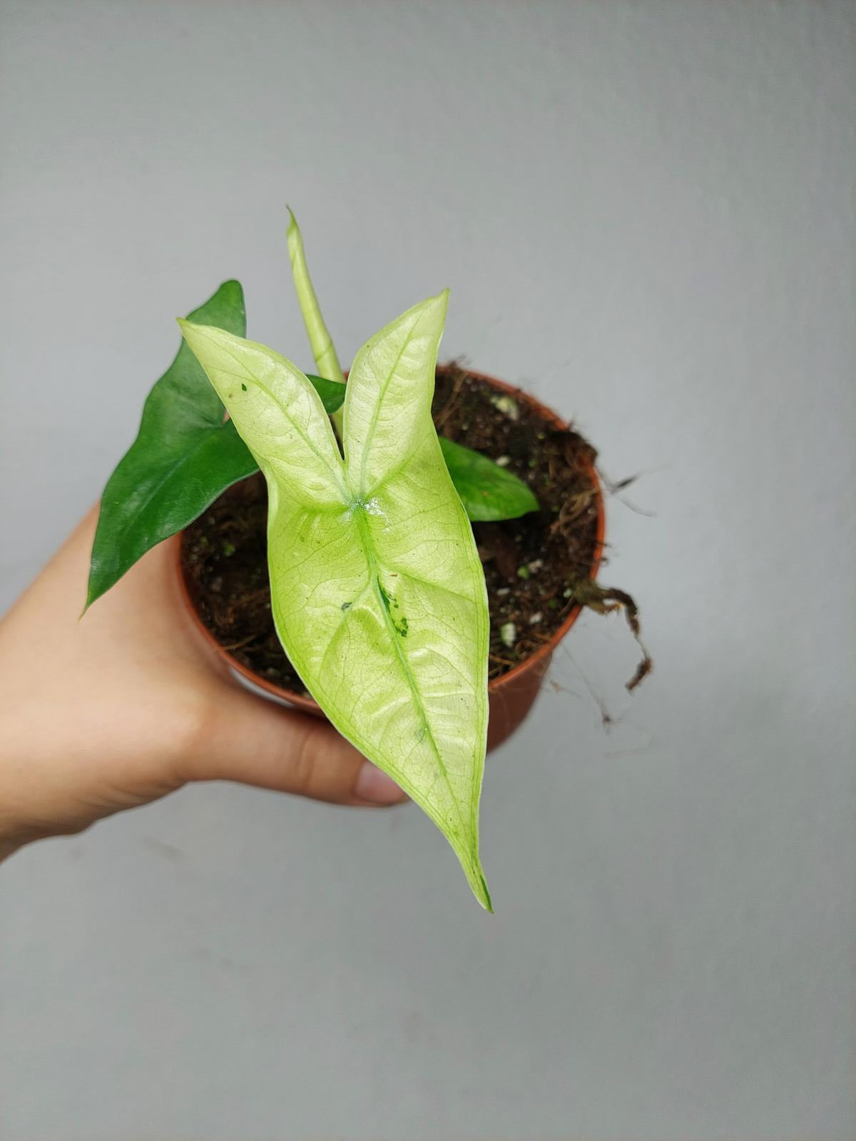 Alocasia Batwing Ghost