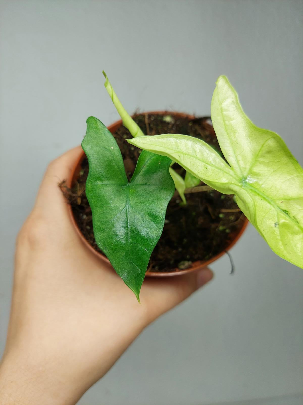 Alocasia Batwing Ghost