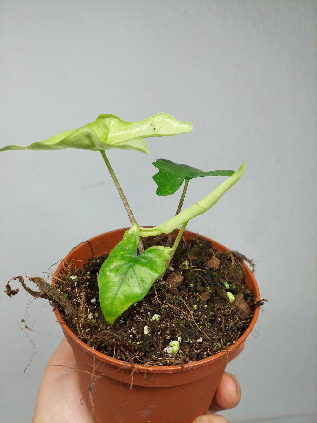 Alocasia Batwing Ghost