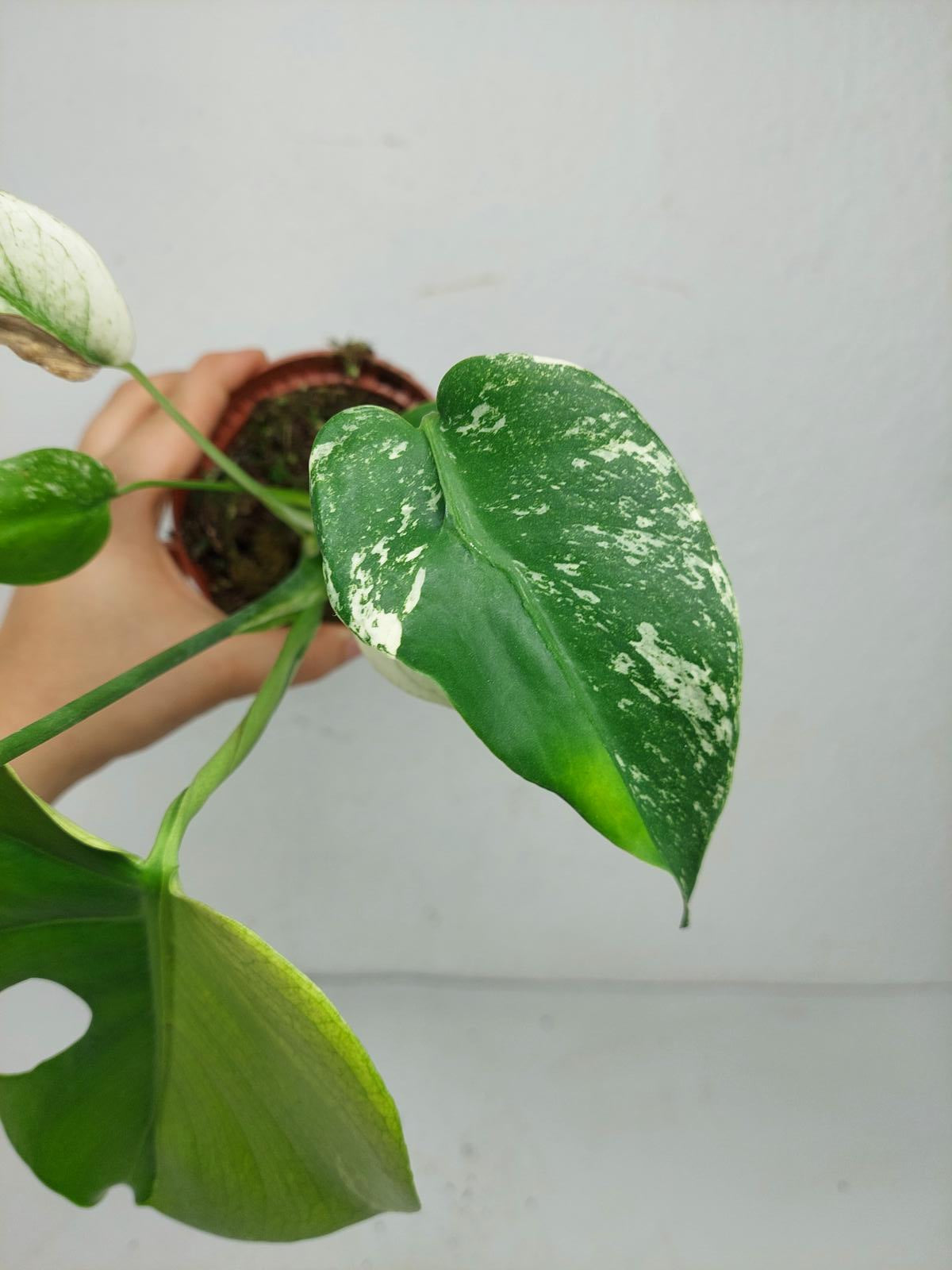 Monstera Jungle Mint