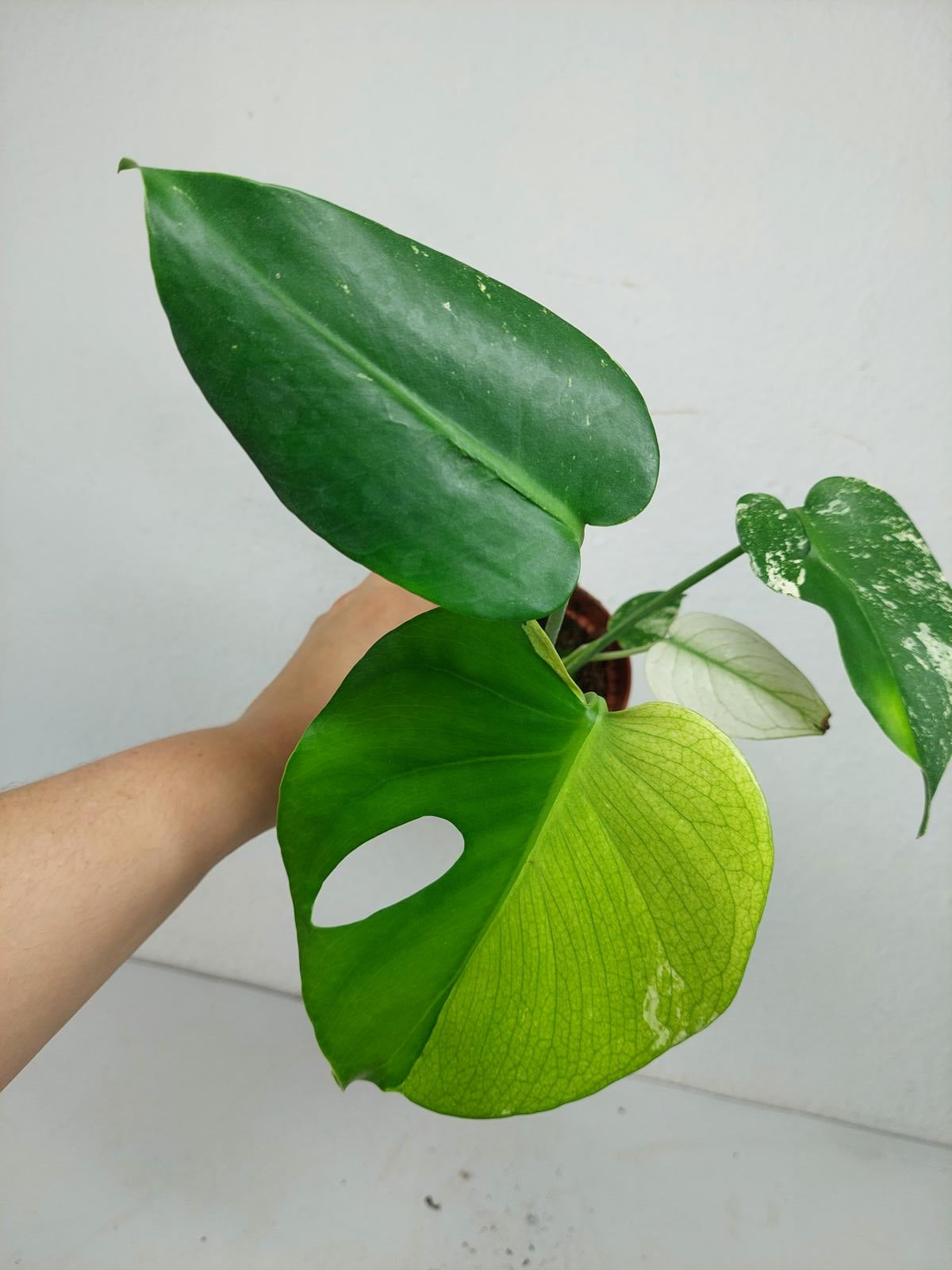 Monstera Jungle Mint
