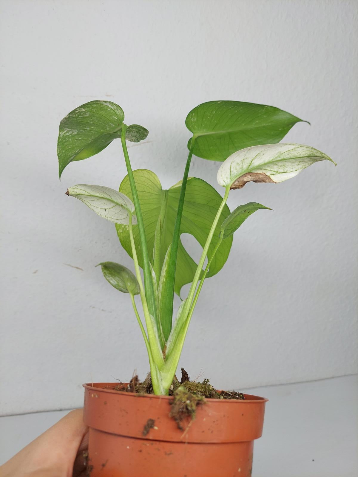 Monstera Jungle Mint