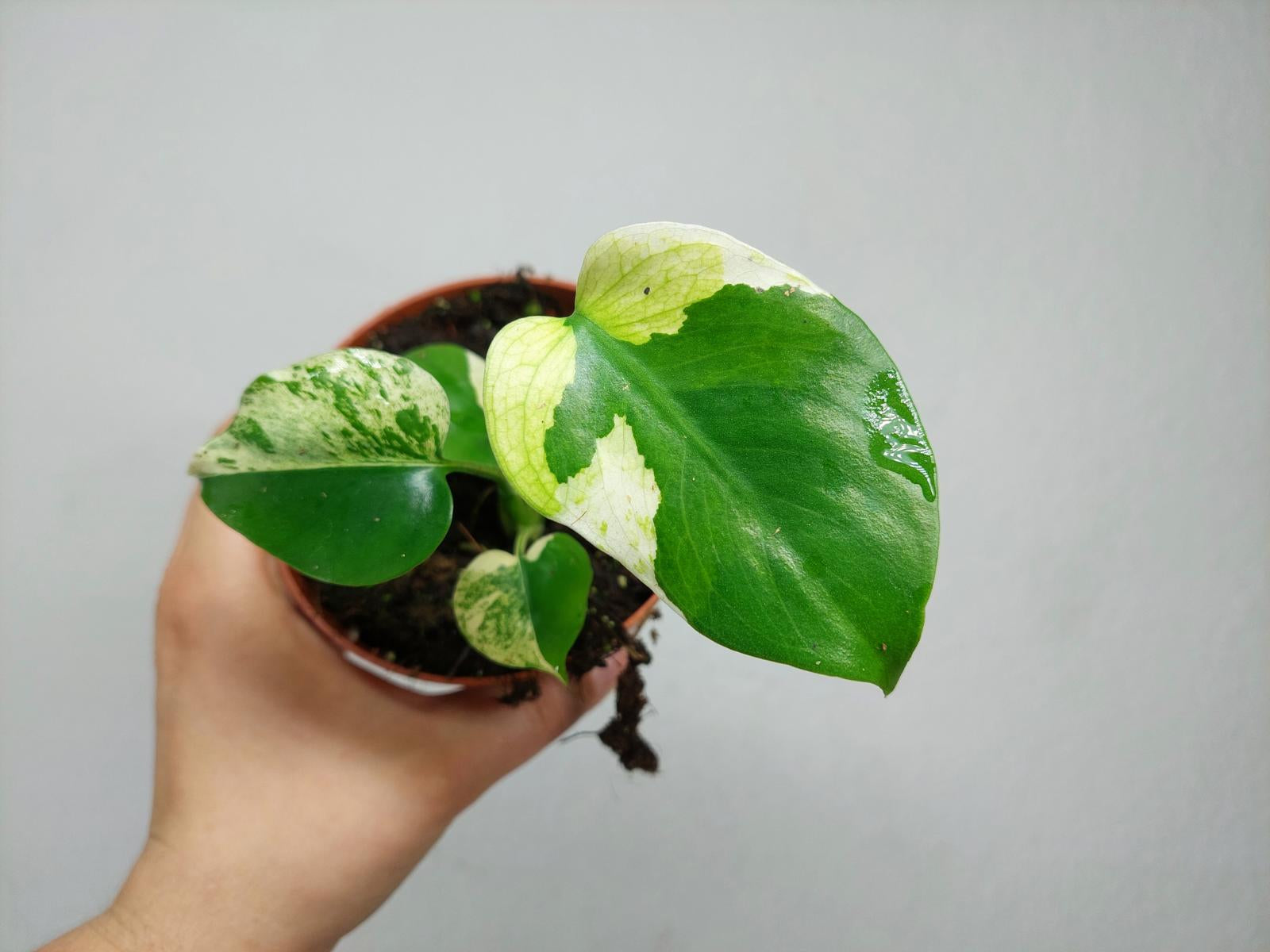 Monstera Jungle Mint