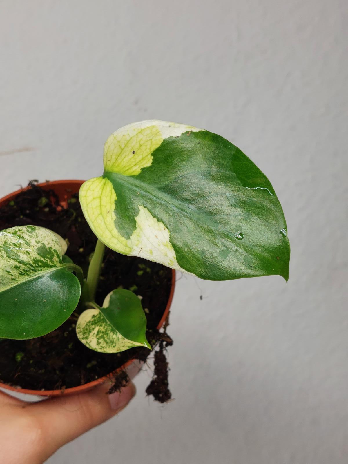 Monstera Jungle Mint