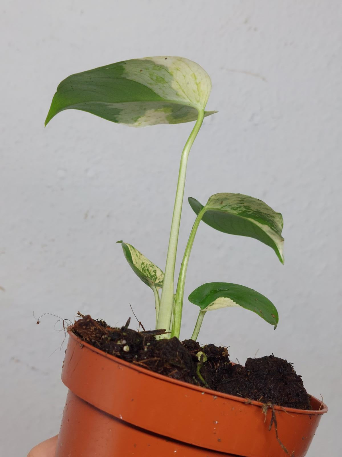 Monstera Jungle Mint
