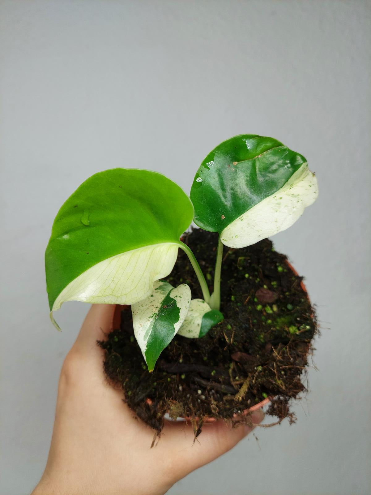 Monstera Jungle Mint
