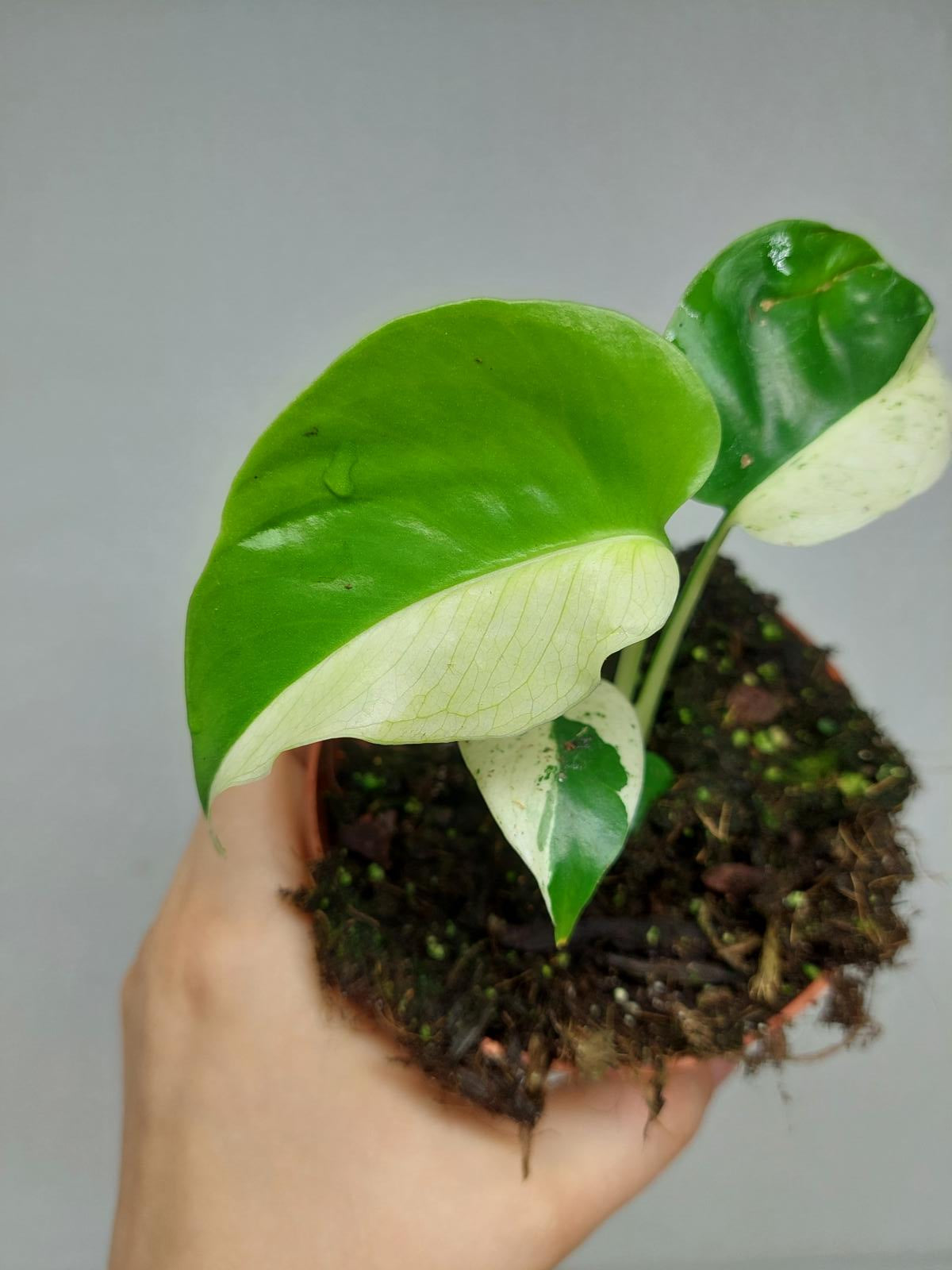 Monstera Jungle Mint