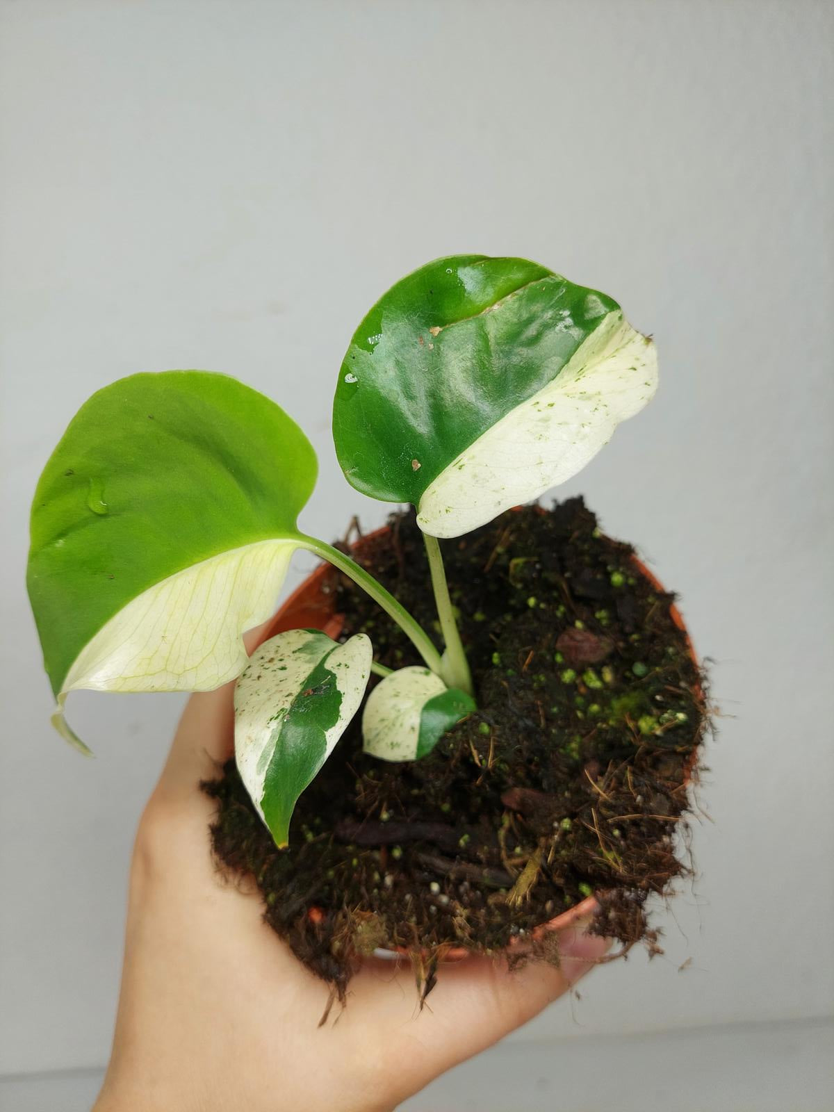 Monstera Jungle Mint