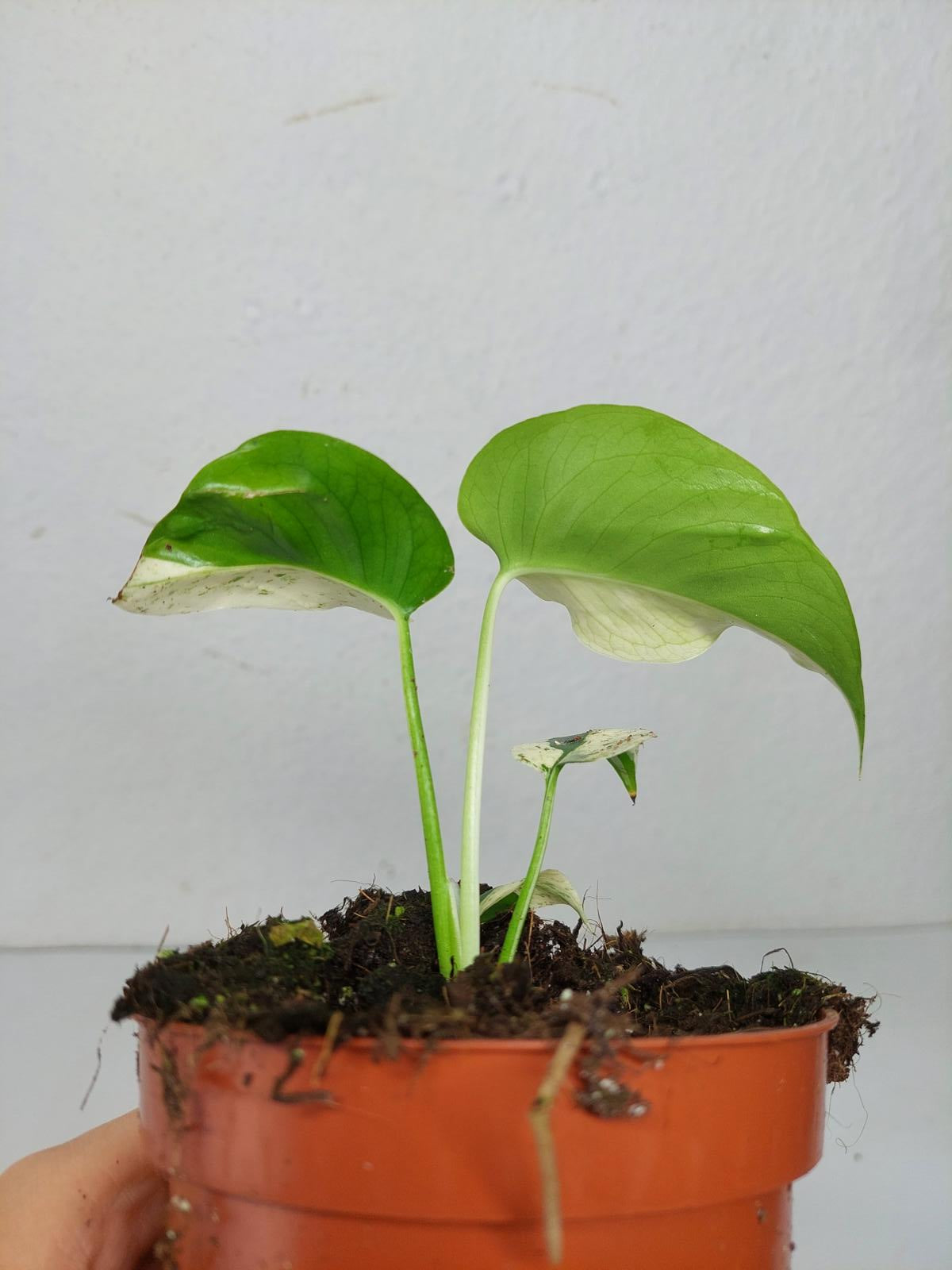 Monstera Jungle Mint