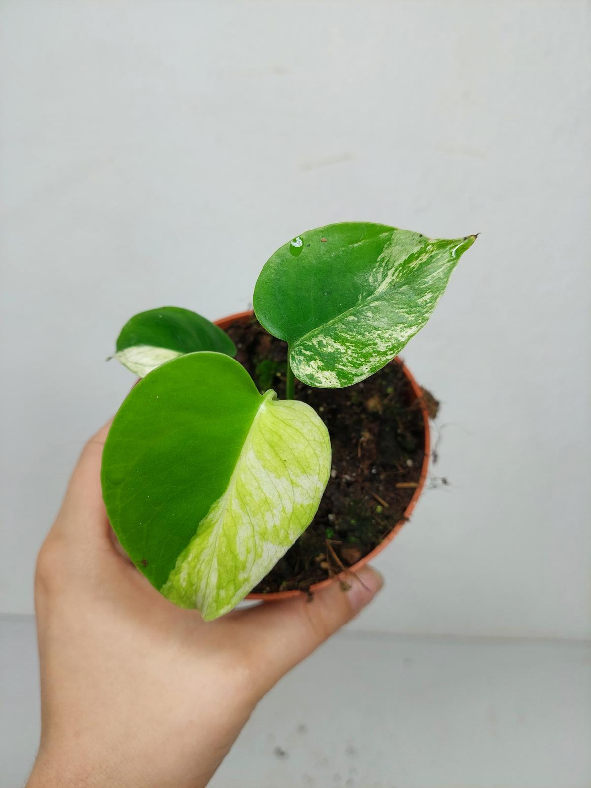 Monstera Jungle Mint