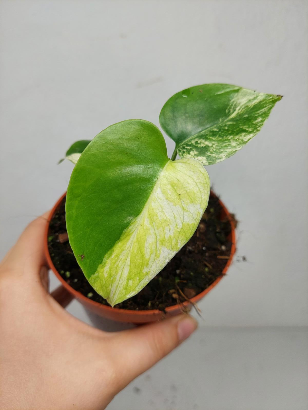 Monstera Jungle Mint