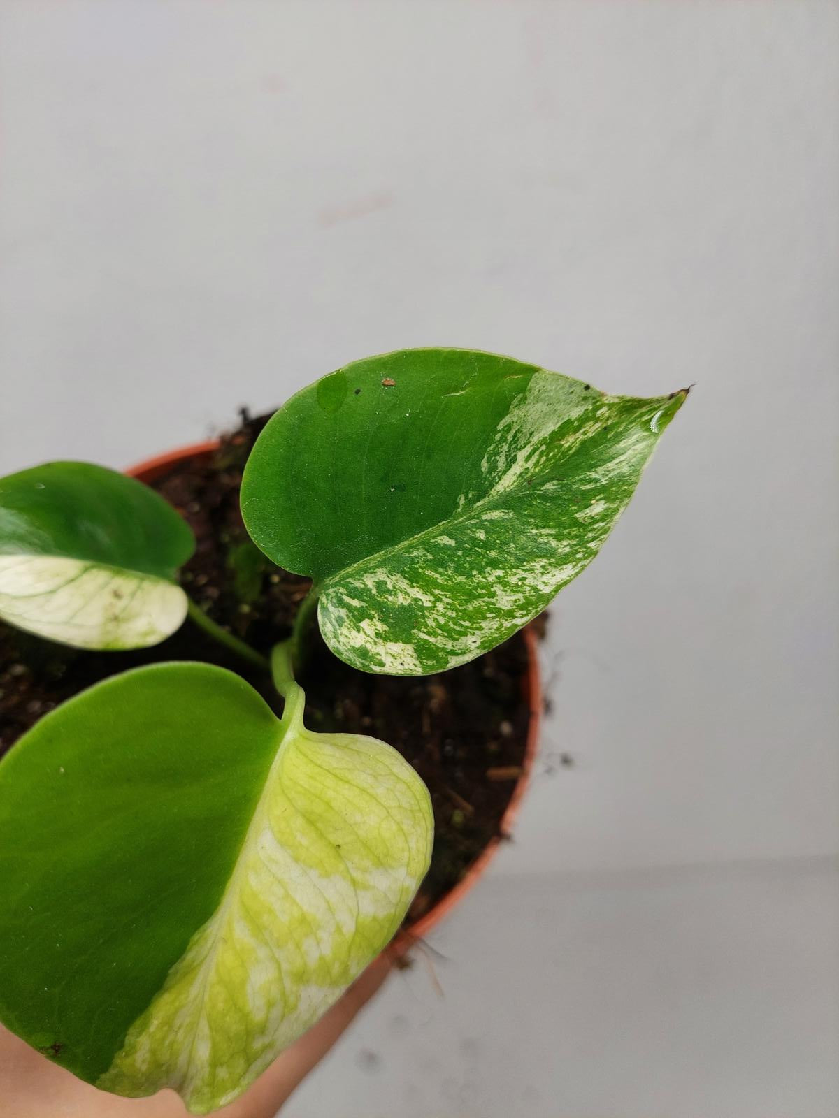 Monstera Jungle Mint