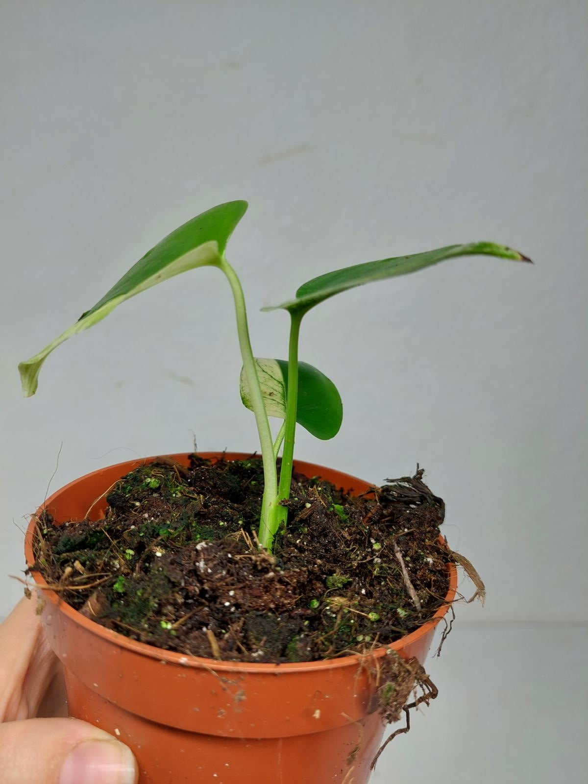 Monstera Jungle Mint