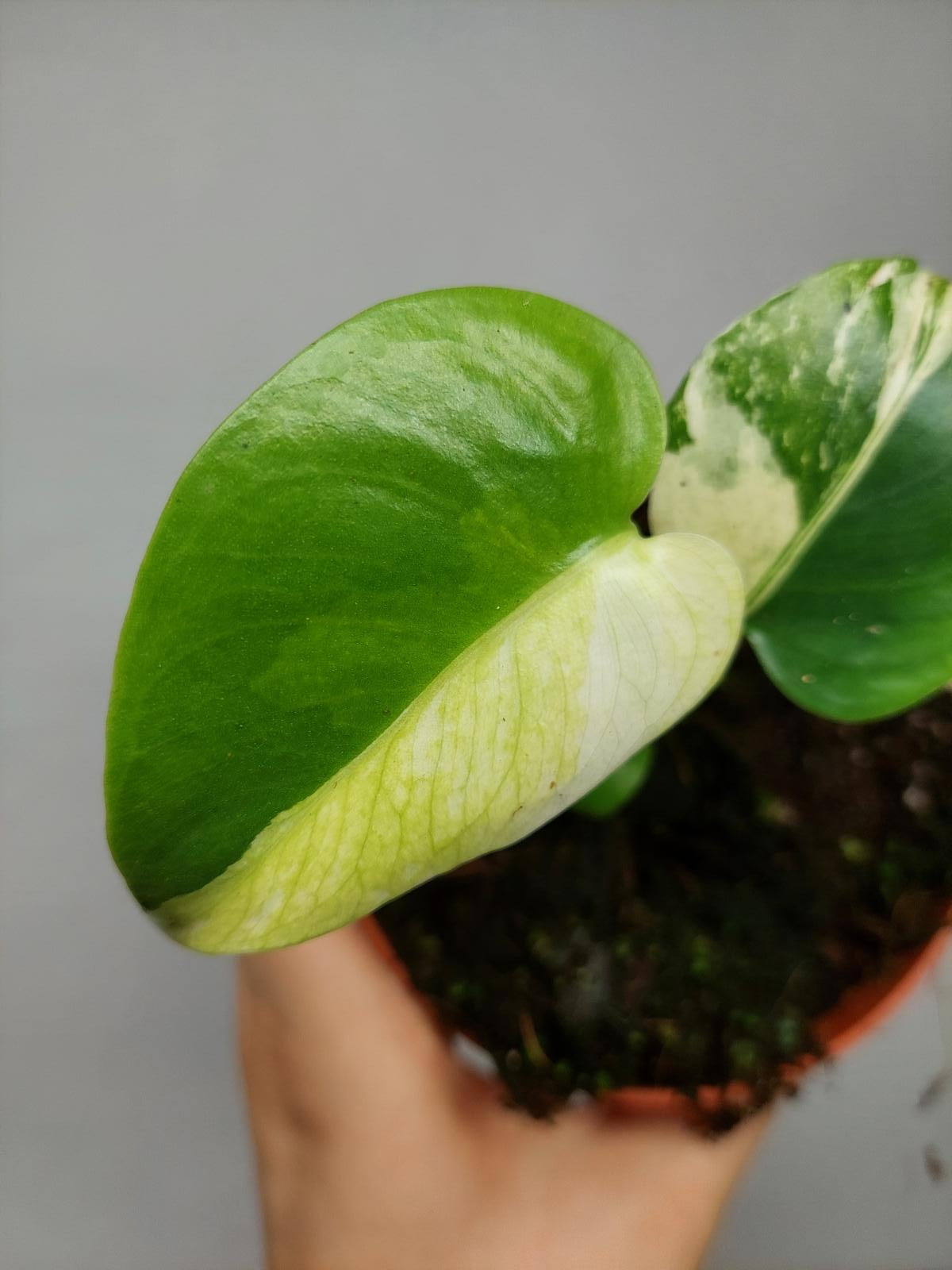 Monstera Jungle Mint