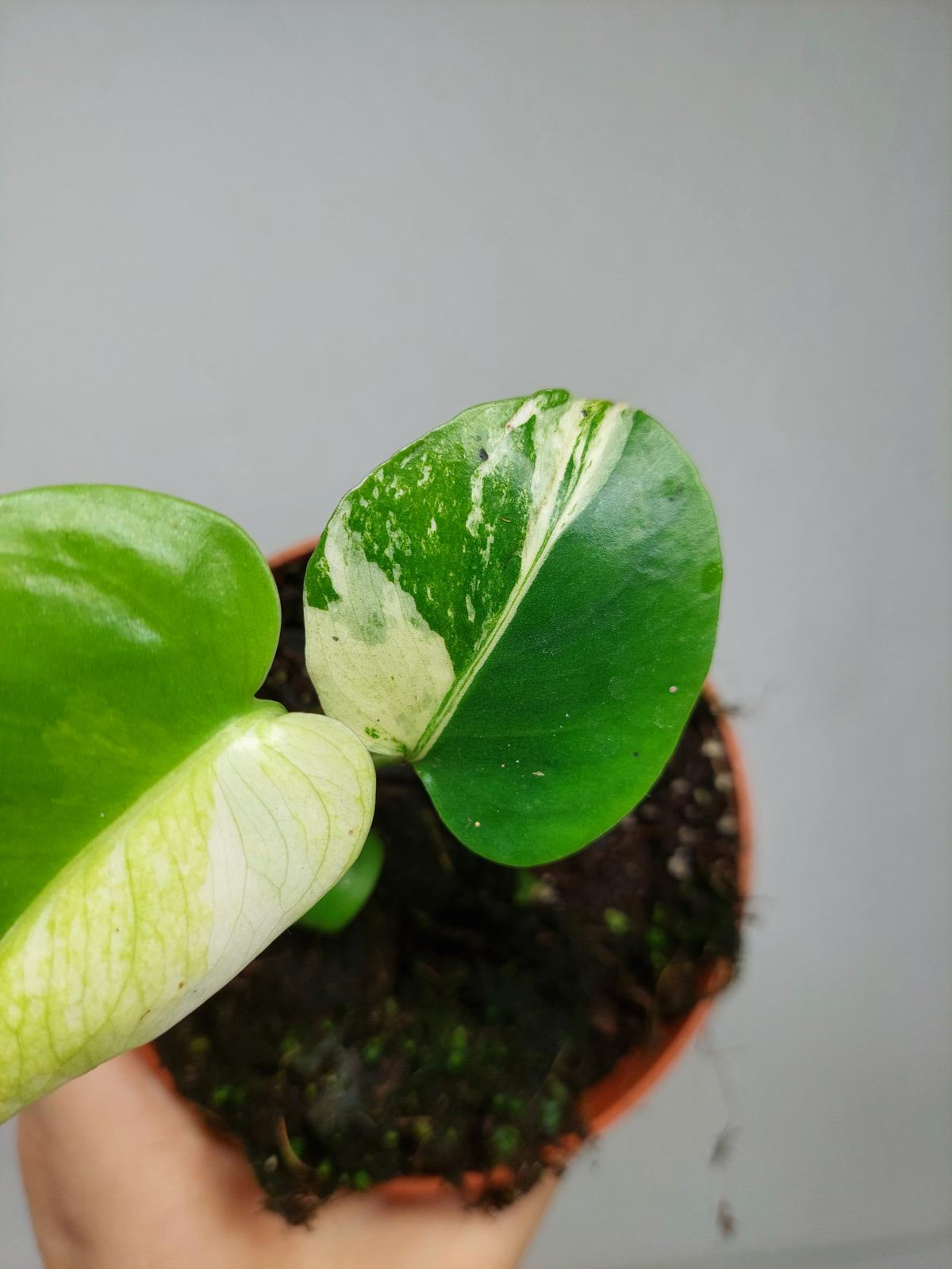 Monstera Jungle Mint
