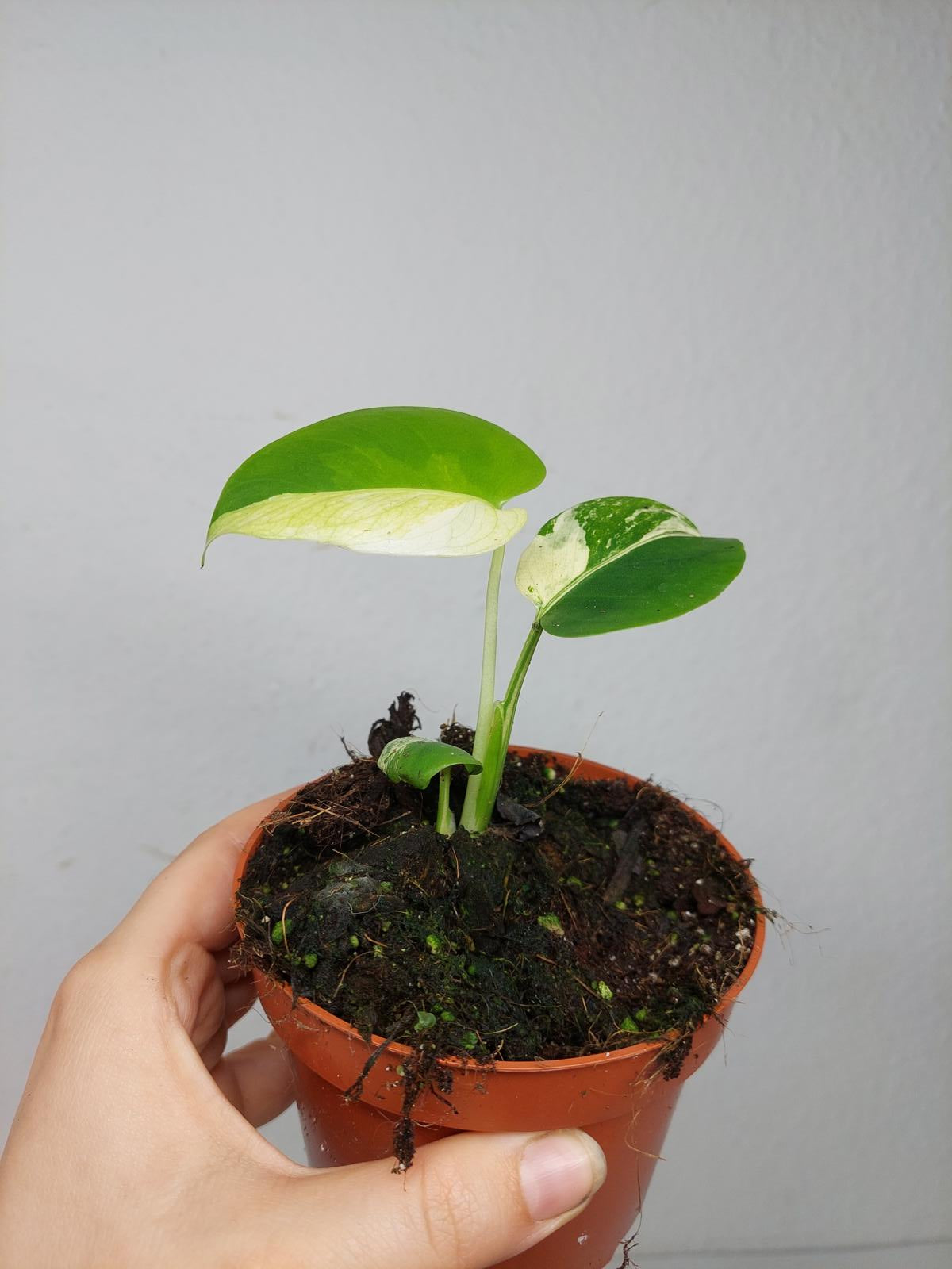 Monstera Jungle Mint