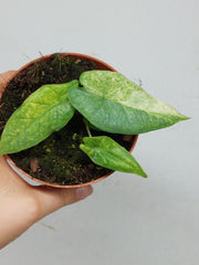 Alocasia Sulawesi Green Carpet Variegata