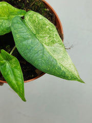 Alocasia Sulawesi Green Carpet Variegata