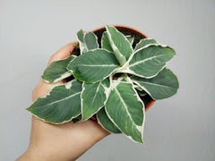 Homalomena Wallisii White Variegata