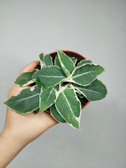 Homalomena Wallisii White Variegata