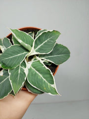 Homalomena Wallisii White Variegata