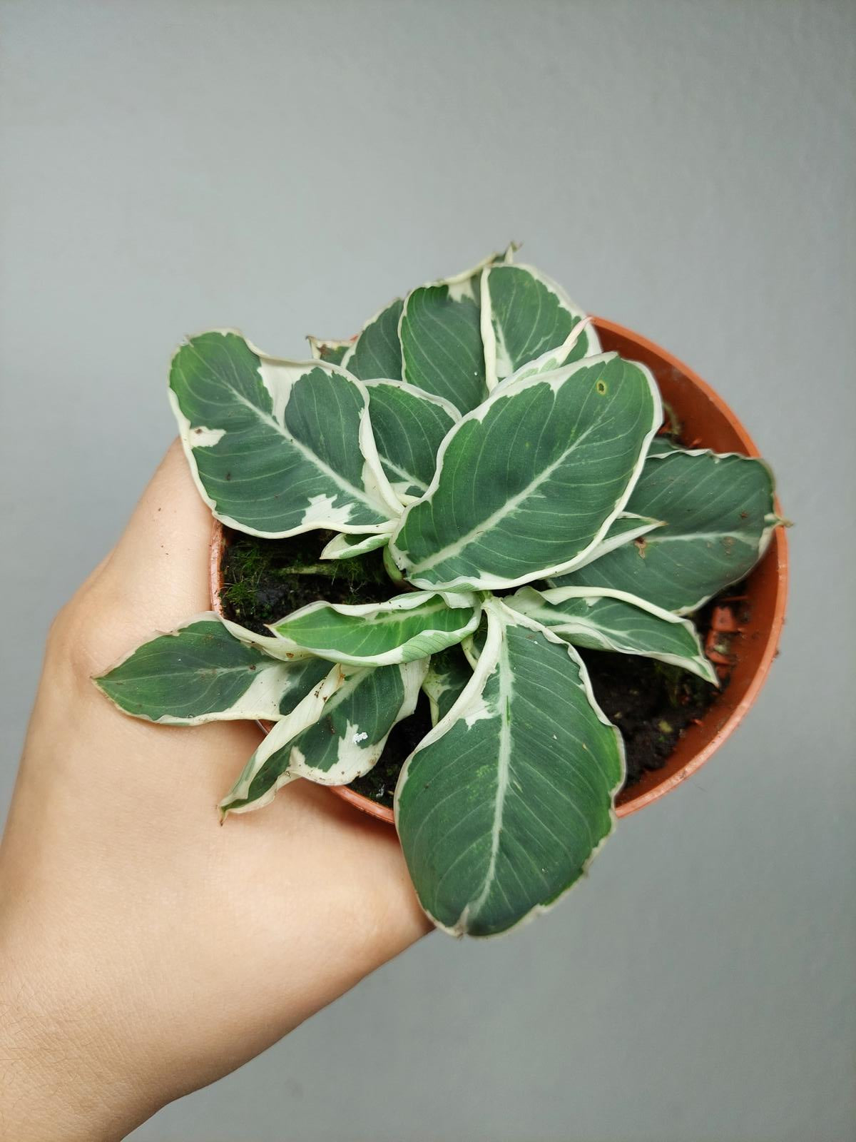 Homalomena Wallisii White Variegata