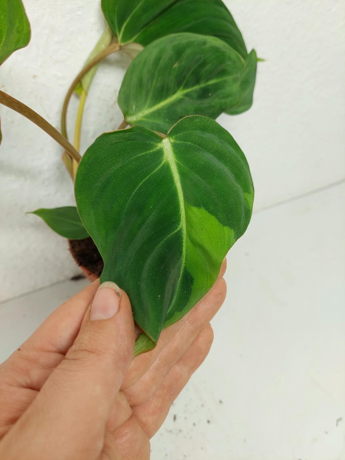 Philodendron Gloriosum spontan panaschiert