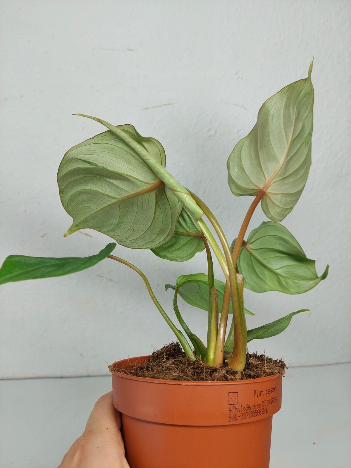 Philodendron Gloriosum spontan panaschiert