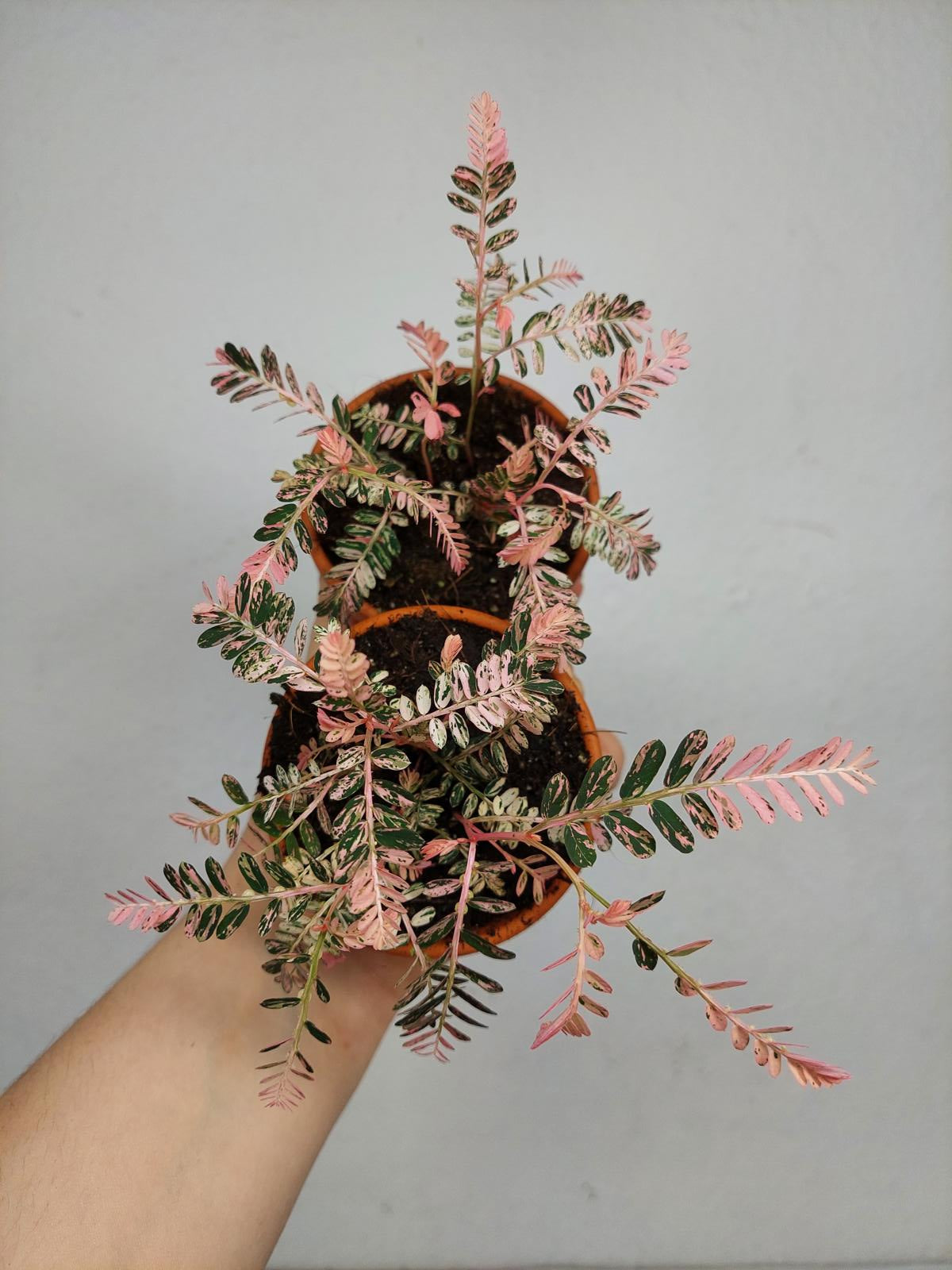 Phyllanthus Urinaria Pink Variegata buschig