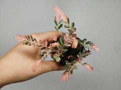 Phyllanthus Urinaria Pink Variegata