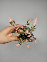 Phyllanthus Urinaria Pink Variegata