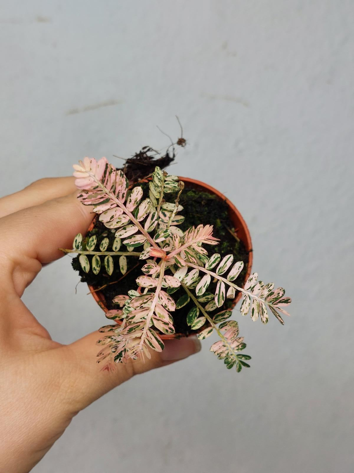 Phyllanthus Urinaria Pink Variegata